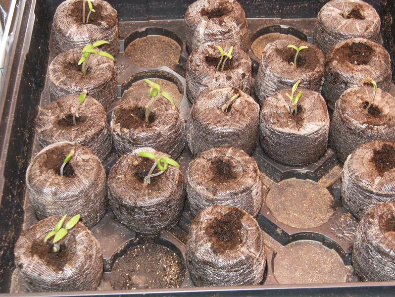 Image Viewer Tomato plants