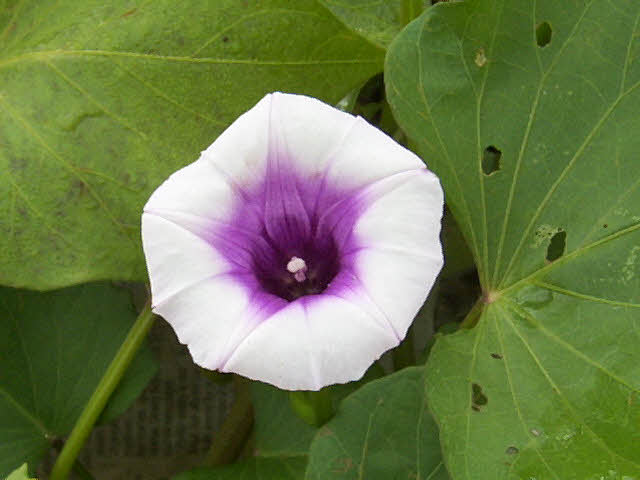 Image Viewer